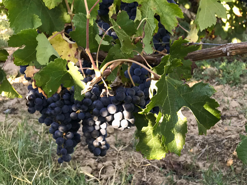 CABERNET FRANC